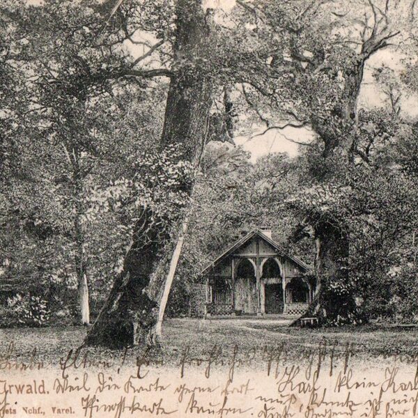 Gruss aus dem Urwald